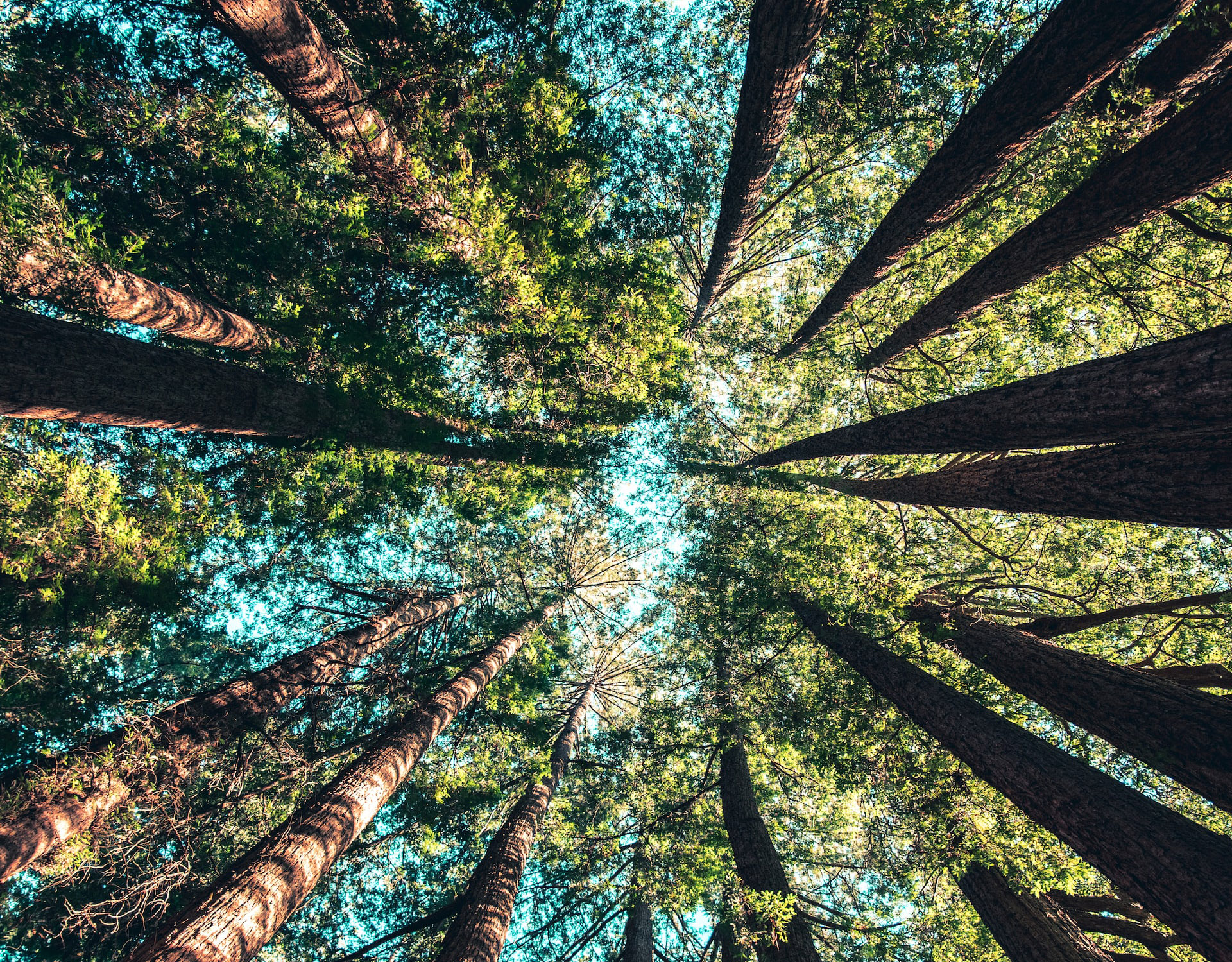 Seit 2020: Baumpflanzprojekte